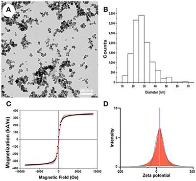 Superparamagnetic Iron Oxide Nanoparticle-Mediated Forces Enhance the Migration of Schwann Cells Across the Astrocyte-Schwann Cell Boundary In vitro